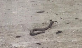 蛇视频,蛇视频深度解析